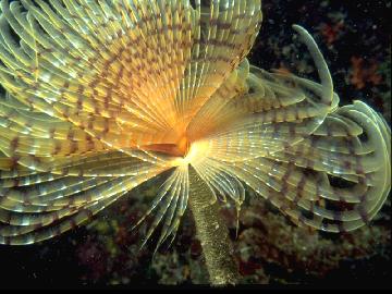 Anemone di sabbia Condylactis aurantiaca