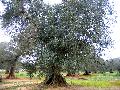 a Monteroni