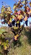 La vendemmia approda in città 