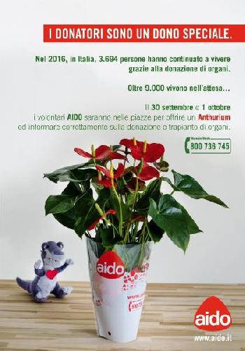 Un Anthurium per linformazione