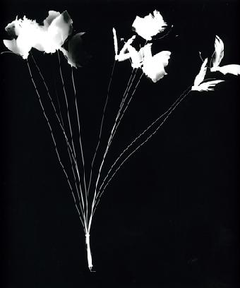 foto1