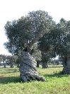 Ulivo