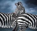 Zebre in testa coda