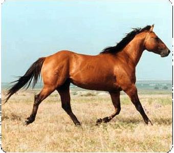 Cavallo