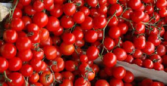 Pomodori a pendula