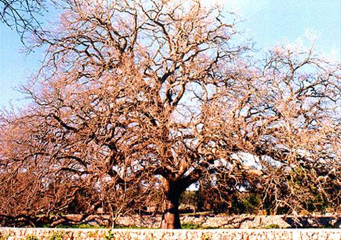 Quercia Vallonea