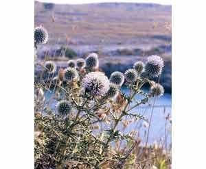 Echinops spinosissimus (Foto 5)