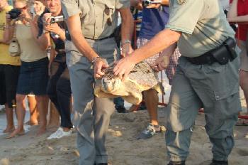 Tartaruga caretta caretta